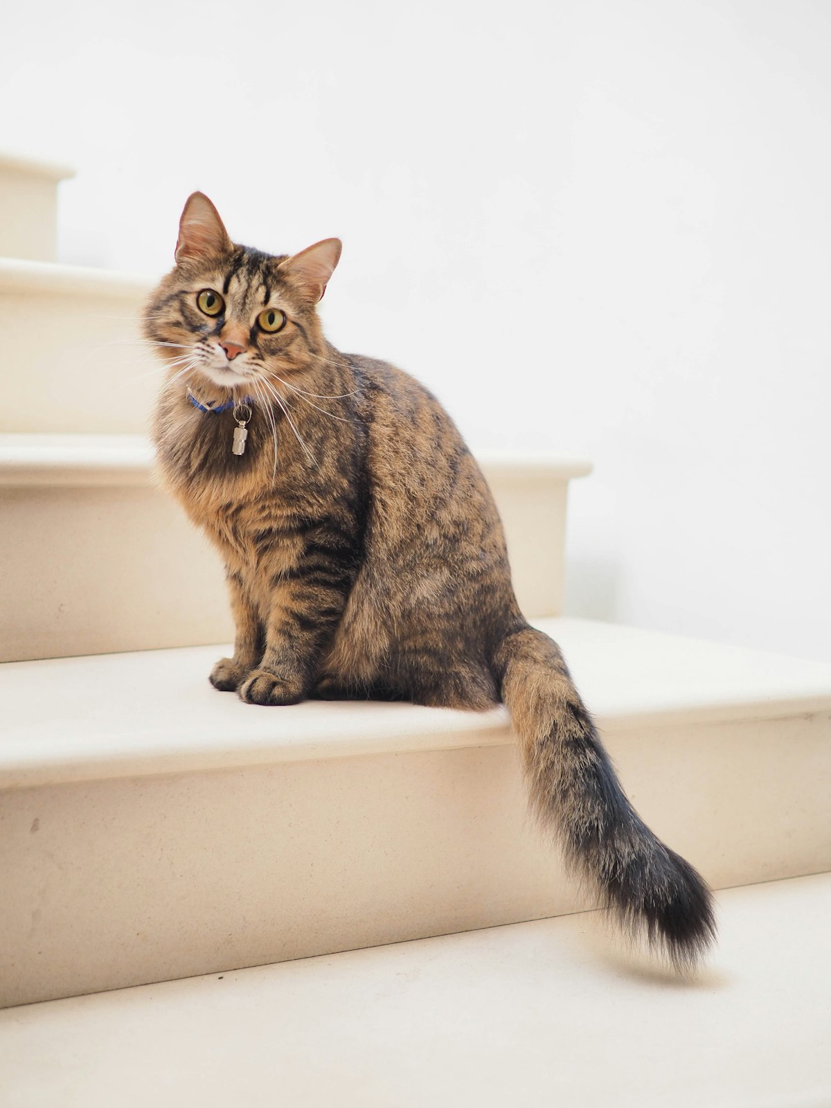 Tabby cat sitting elegantly on white stairs