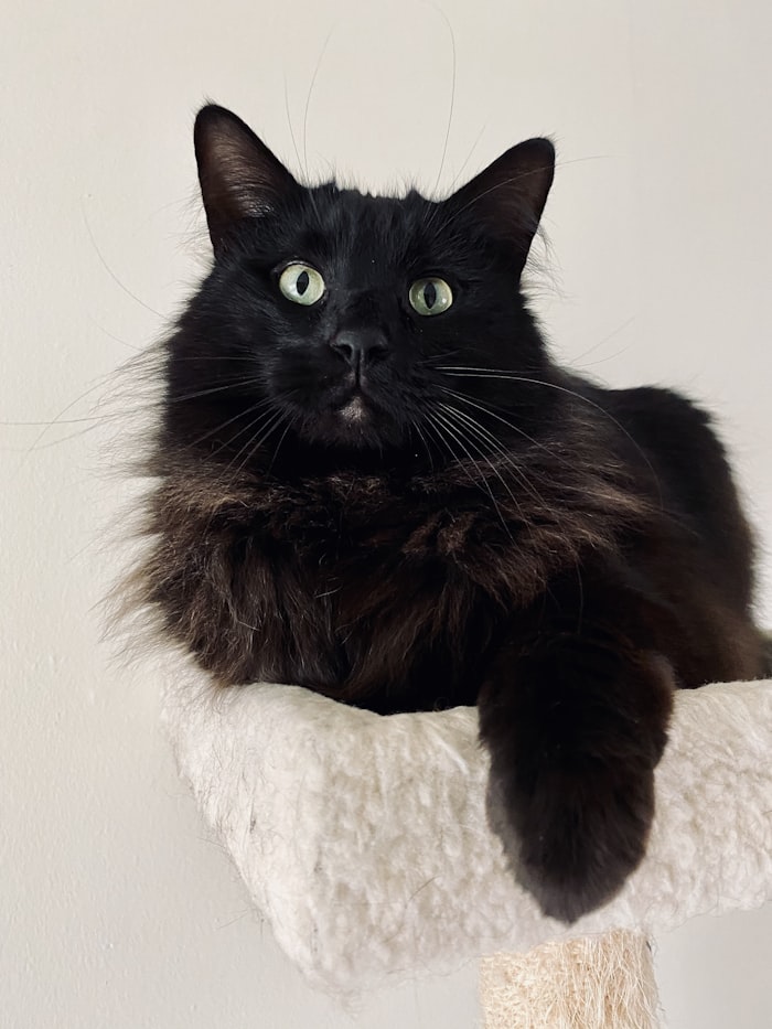 Black cat, Kuro