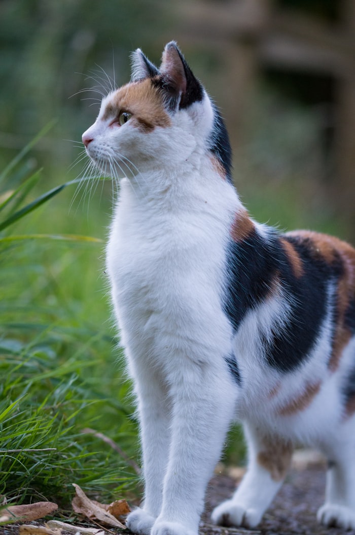 Calico cat, Mike