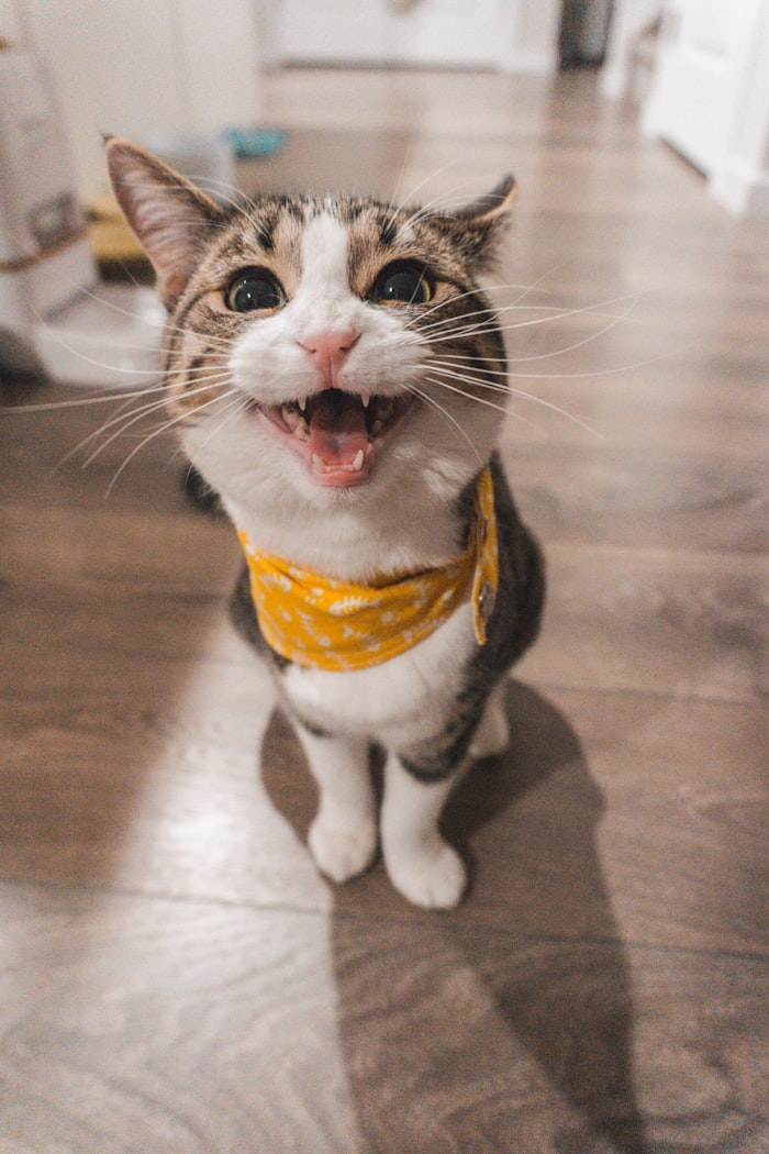 Brown tabby cat, Momo