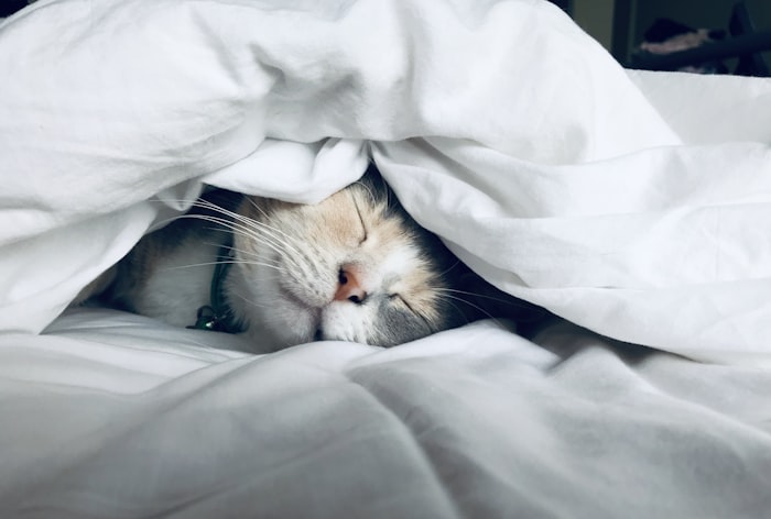 White cat, Shiro